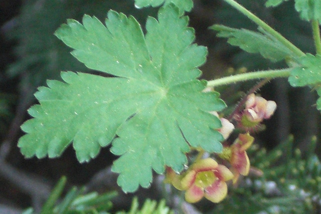 Ribes montigenum