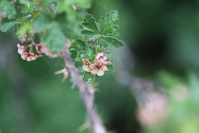 Ribes montigenum