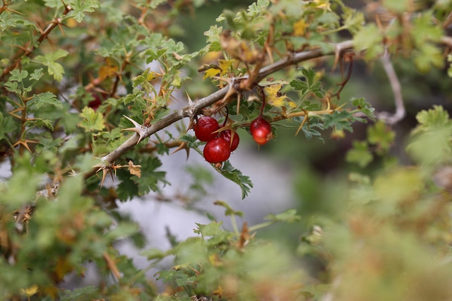 Ribes montigenum