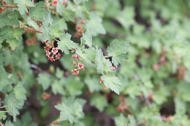 Ribes montigenum