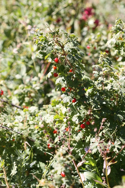 Ribes montigenum