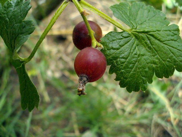 Cassissier (Ribes nigrum)