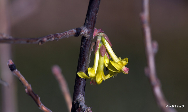 Groseiller doré