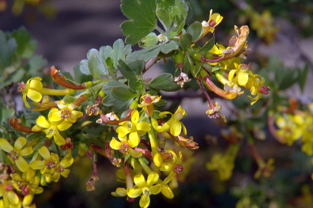 Groseiller doré (Ribes odoratum)