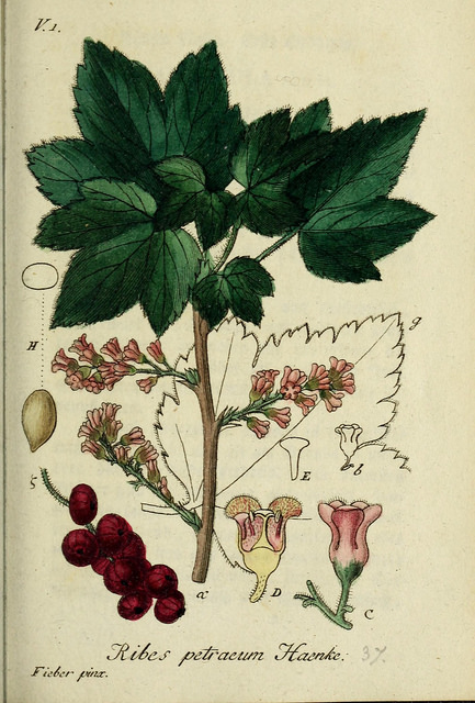 Groseillier des pierriers (Ribes petraeum)