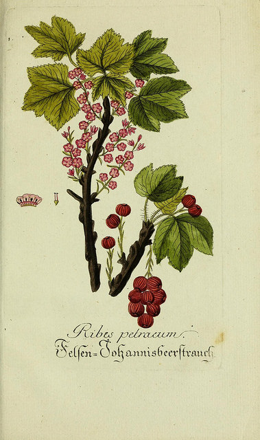 Groseillier des pierriers