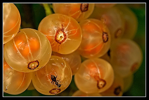 Groseillier à grappes