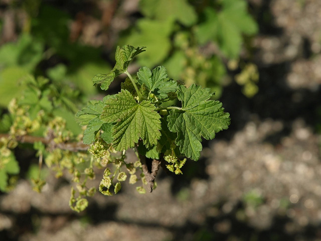 Groseillier à grappes