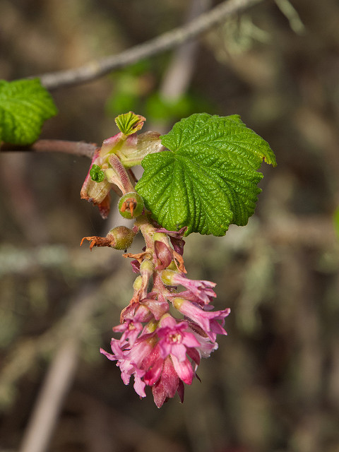 Groseillier à fleurs