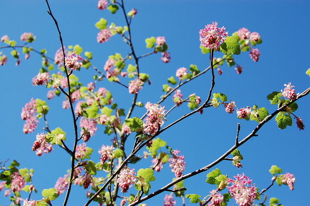 Groseillier à fleurs