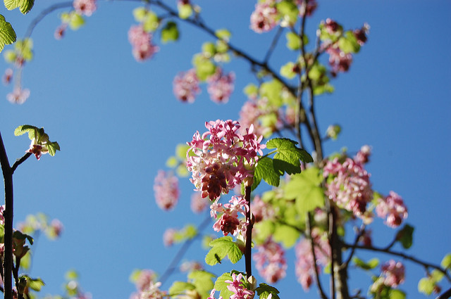 Groseillier à fleurs (Ribes sanguineum)