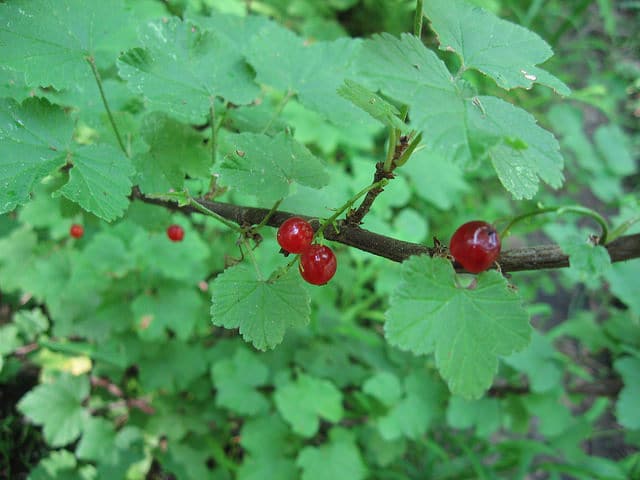 Ribes sativum