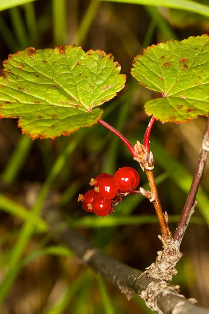 Gadelier rouge sauvage