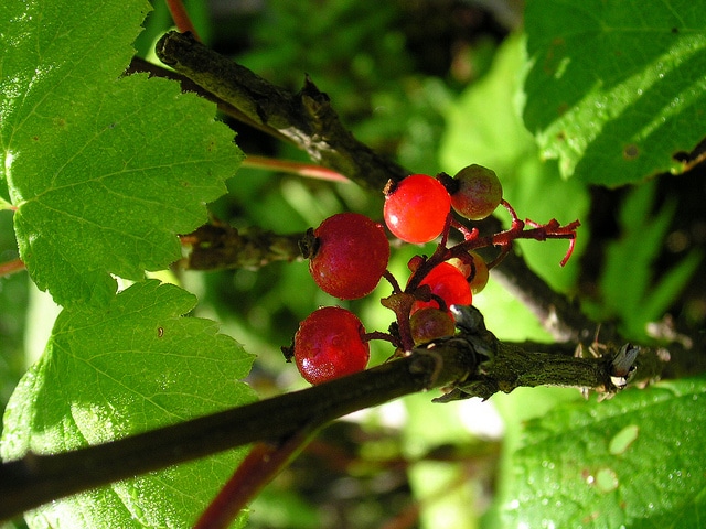 Gadelier rouge sauvage (Ribes triste)