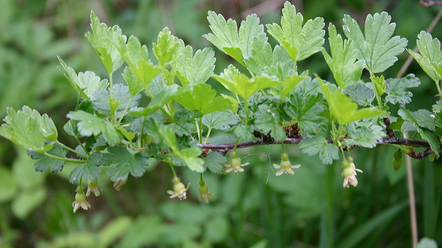 Groseillier à maquereau (Ribes uva-crispa)