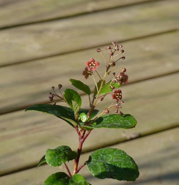 Ribes viburnifolium