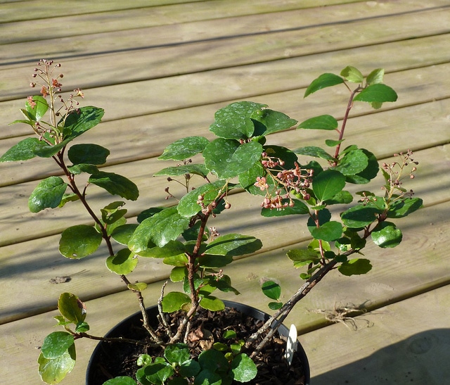 Ribes viburnifolium