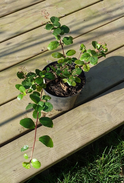 Ribes viburnifolium
