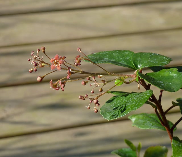 Ribes viburnifolium