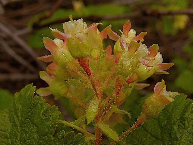 Ribes viscosissimum
