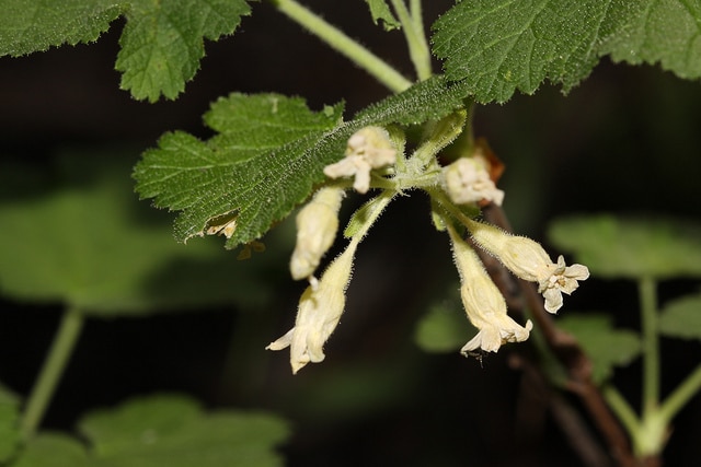 Ribes viscosissimum