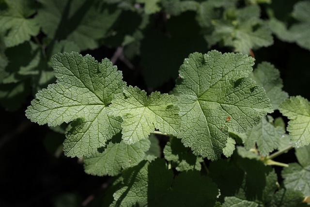 Ribes viscosissimum