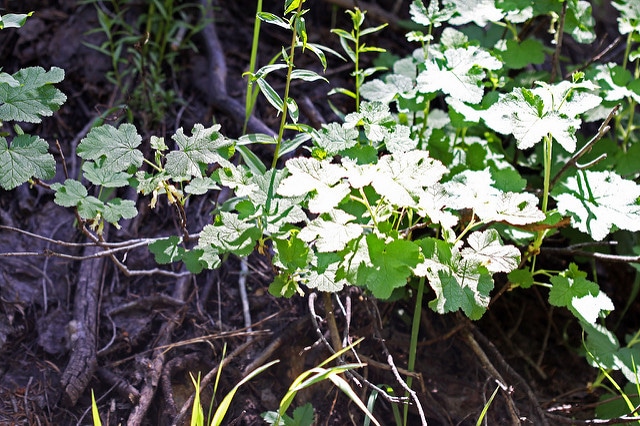 Ribes viscosissimum
