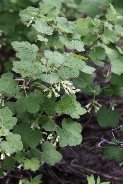 Ribes viscosissimum