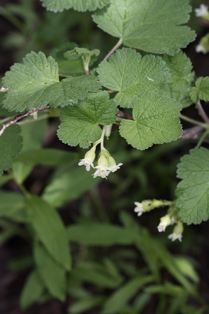 Ribes viscosissimum