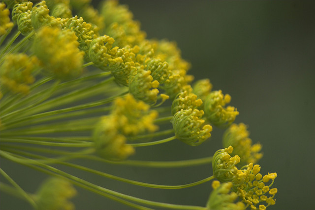 Aneth des moissons (Ridolfia segetum)