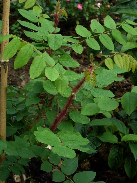 Robinia fertilis