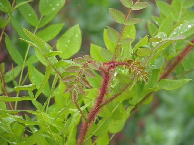 Robinia fertilis