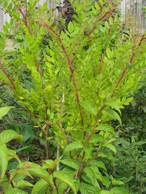Robinia fertilis