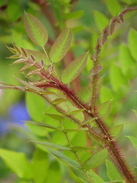 Robinia fertilis