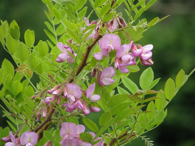 Robinia fertilis