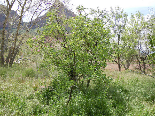 Robinia neomexicana