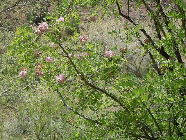 Robinia neomexicana