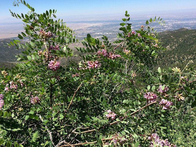 Robinia neomexicana