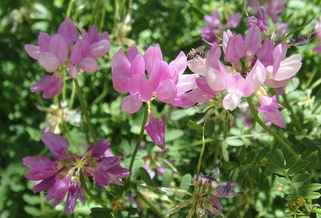 Robinia neomexicana