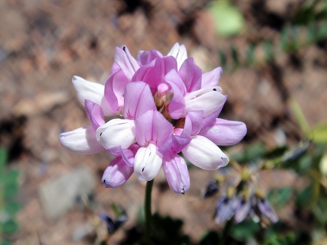 Robinia neomexicana (Robinia neomexicana)