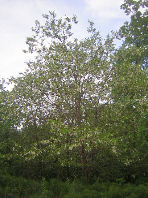 Robinier faux-acacia