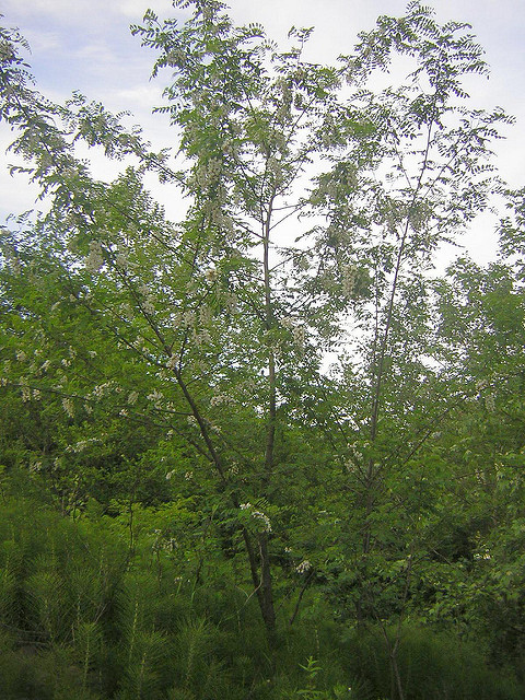 Robinier faux-acacia