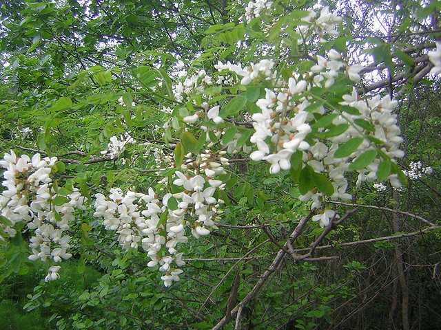Robinier faux-acacia