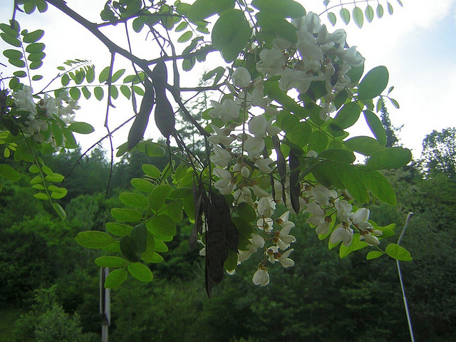 Robinier faux-acacia