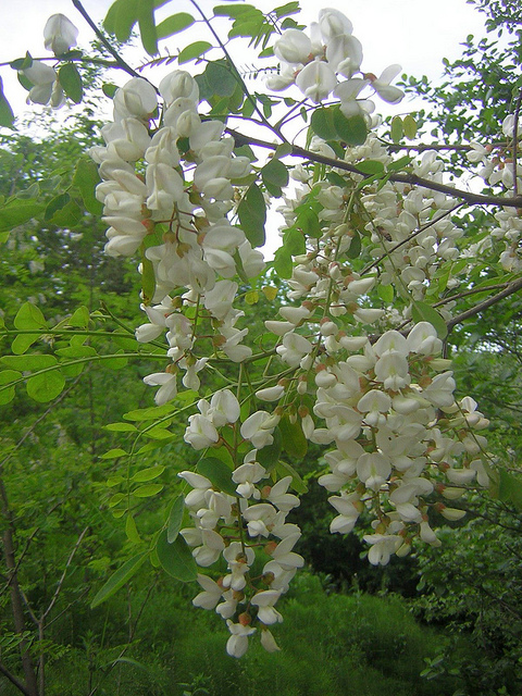Robinier faux-acacia