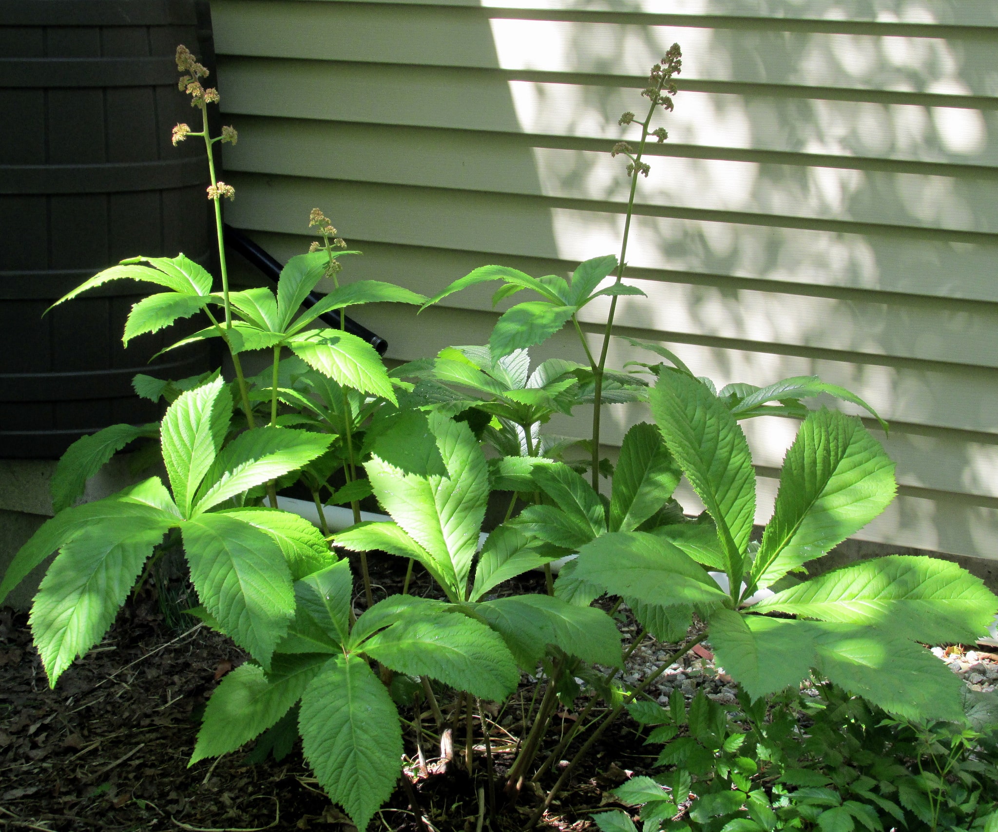 Rodgersia à feuilles de marronnier