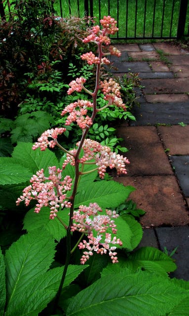 Rodgersia à feuilles de marronnier