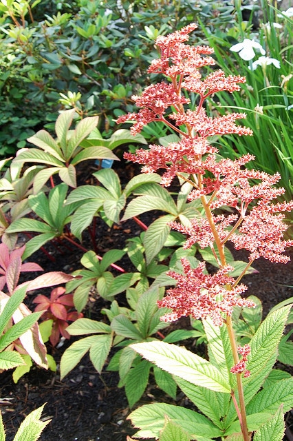 Rodgersia à feuilles de marronnier