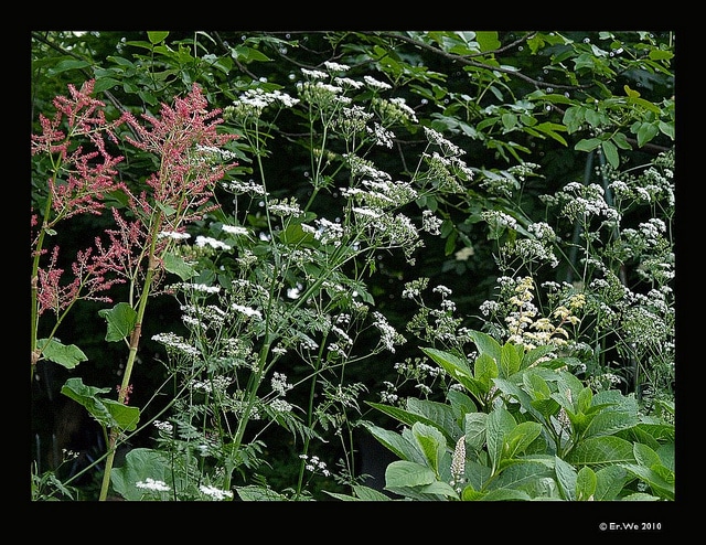 Rodgersia à feuilles de marronnier