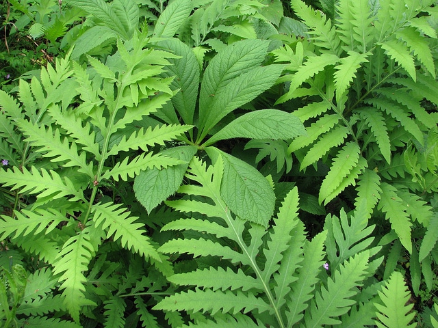 Rodgersia à feuilles de marronnier